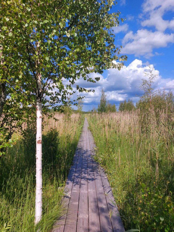 Дощатый настил через высокую траву рядом с берёзой, узкая экотропа под открытым голубым небом и лёгкие кумулятивные облака над ландшафтом.