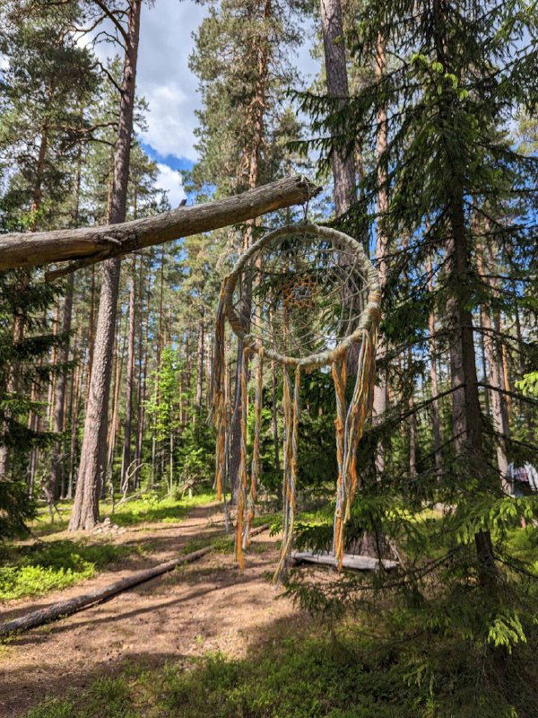 Сосновый лес с тропой, высокие стройные стволы и изгибы ветвей; в кадре видна необычная дугообразная ветвь как часть лесного интерьера.