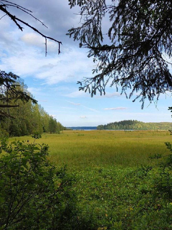 Широкий луг и болотистая низина с дальним горизонтом и редкой лесной полосой, спокойный простор с облачным небом для прогулок и наблюдений.