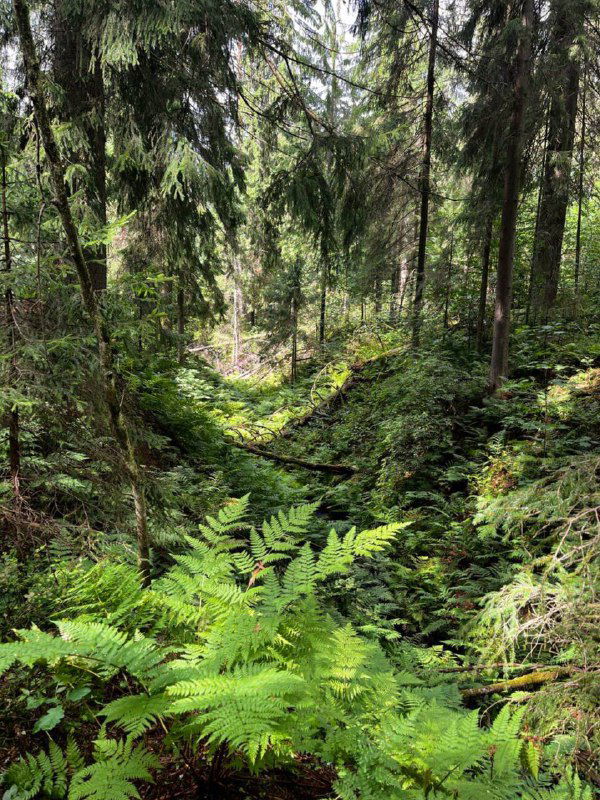 Затенённая лесная низина с папоротниками, мхом и камнями, узкая тропинка между зелёными ступенями рельефа — типичная глубинка экотропы.