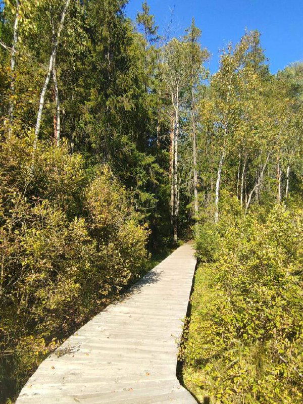 Дощатая тропа в смешанном лиственно-хвойном лесу, солнечные лучи сквозь кроны берёз и сосен освещают путь — комфортная прогулочная аллея.