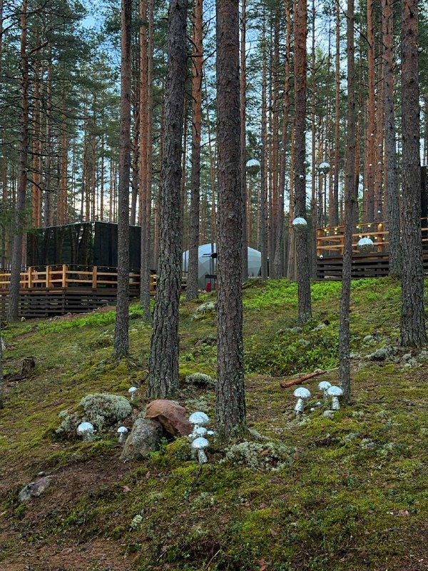 Мохнатый лес с маленькими белыми грибами и куполами глэмпинга на заднем плане — натуральная подстилка и фотозоны среди сосен.