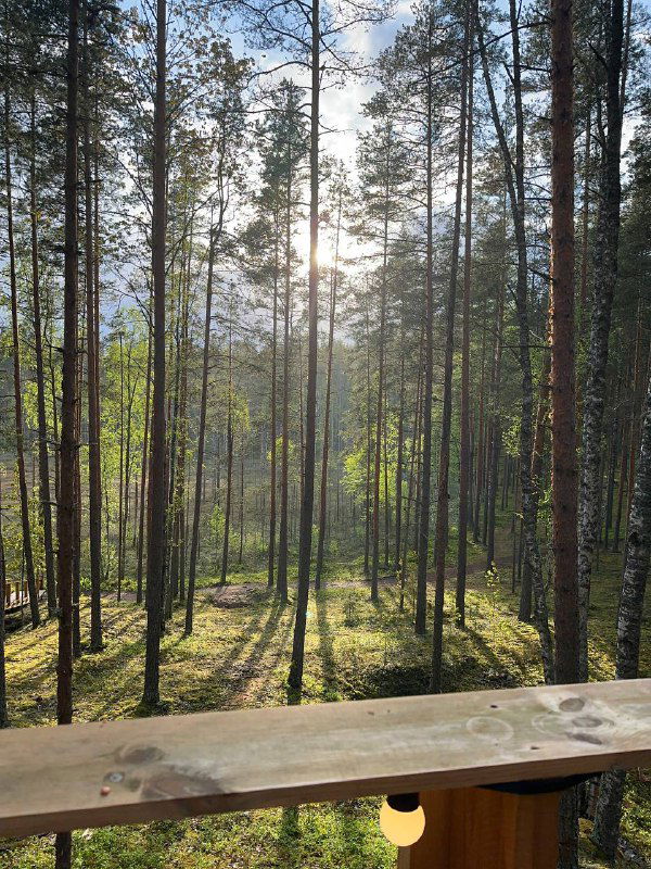 Утренний лесной пейзаж с солнечными бликами между стволами сосен, вид с террасы на спокойную зелёную зону глэмпинга Mystic Hills.