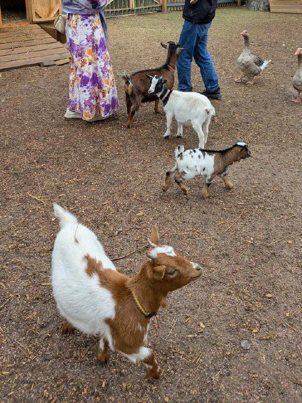 Несколько карликовых коз в огороженной зоне на фоне посетителей и территории площадки контактного зоопарка «Зоо Дзен».