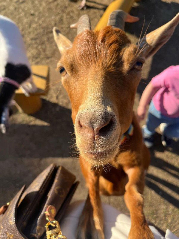 Крупный план козы, подставляющей морду к камере на площадке зоопарка; видно ошейник и частицы окружения вокруг животного.