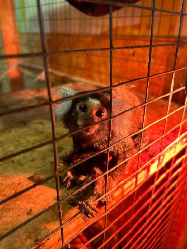 Маленький примат (лемуроподобное животное) за проволочной клеткой при тёплом красном освещении внутри вольера зоопарка «Зоо Дзен».