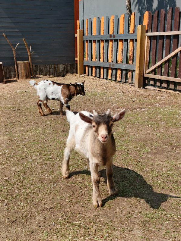 Два козлёнка на солнечном выгоне контактного зоопарка, виден деревянный забор и полоса земли с разреженной травой вокруг.