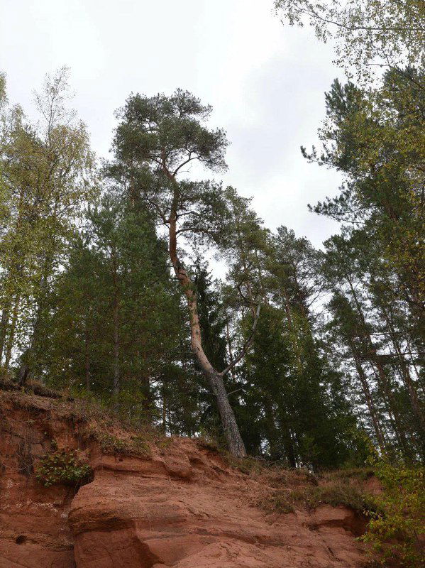 Скальные уступы Хотнежи с соснами на гребне: контраст красно-оранжевых скал и зелёных крон на фоне голубого неба в окрестностях Сабского сельского поселения.