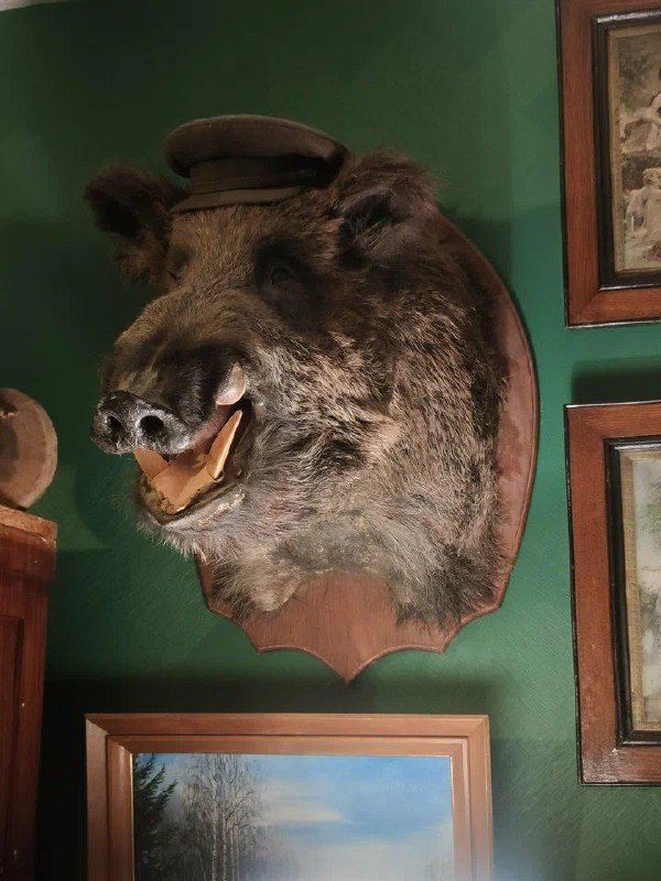 Чучело дикого кабана на стене среди рам и картин — традиционный элемент интерьера антикварного зала с таксидермией и искусством.