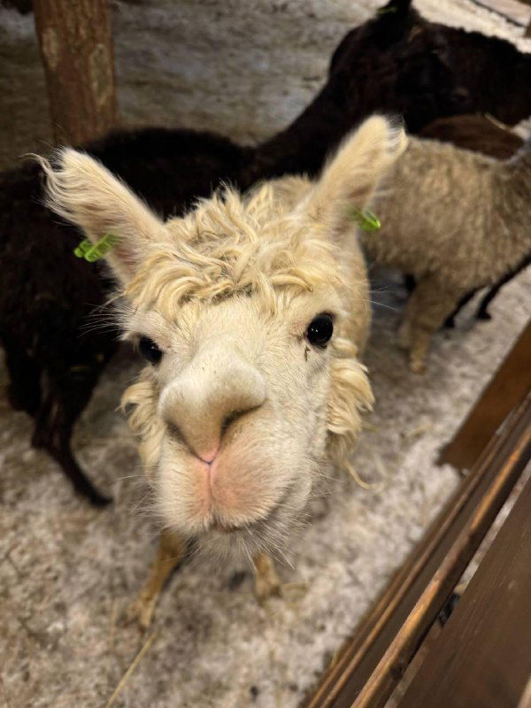 Идём гладить альпак