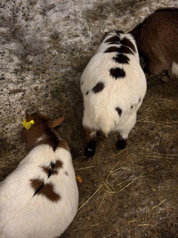 Вид сверху на двух небольших животных с пятнистыми спинами в загоне — возможно, козочки или кролики — стоящих на соломе на фоне снега и стенок стойла.