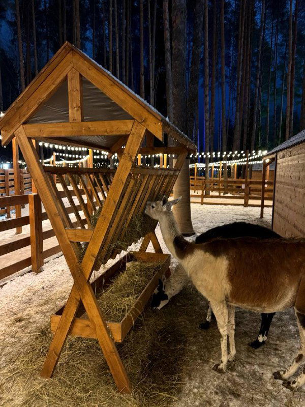 Альпака или лама ест с деревянной кормушки под навесом: вечернее освещение, снежная земля и ограждения видны вокруг в лесной части парка.