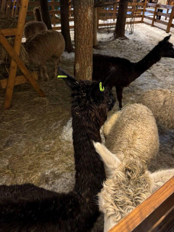 Группа альпак разных окрасов в загоне под ночным небом: видны шерсть, бирки на ушах, ограждения и заснеженный пол — сцена тёплого зимнего паркового вольера.