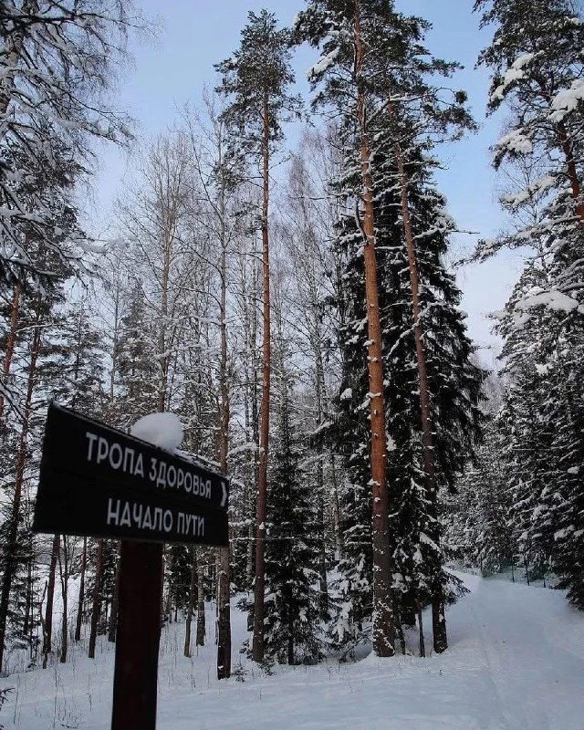 Высокие сосны и начало проложенной тропы здоровья в экопарке «Вереск», заснеженные дорожки и зимняя перспектива между деревьями для прогулок и бега.