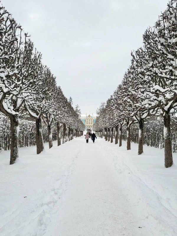 Длинная аллея Царского Села покрыта снегом: симметричные ряды деревьев, уединённая прогулочная дорожка и мягкий зимний свет.