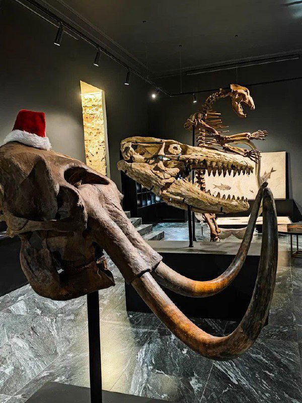 Идём к динозаврам