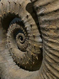 Крупный план спирали аммонита в экспозиции Paleo Hunters: видна рельефная текстура окаменелости и слои ископаемого материала на поверхности.
