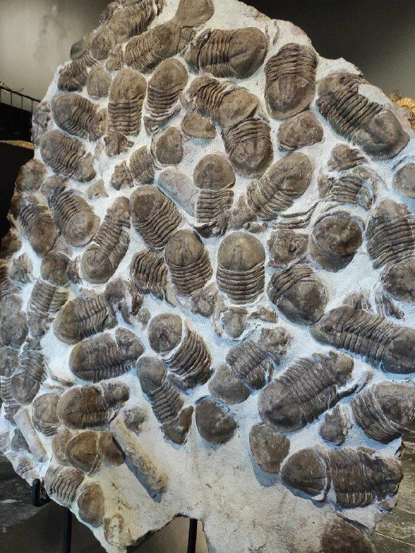 Пластина с множественными трилобитами в музее Paleo Hunters: плотная группа окаменелых раковин, расположенных рядом друг с другом на каменной плите.