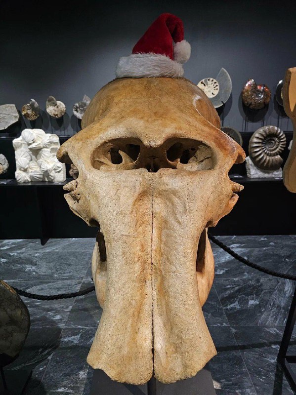 Фрагмент крупной костной структуры или черепа с надетой праздничной шапкой Санты в витрине Paleo Hunters — сочетание научного экспоната и декора.