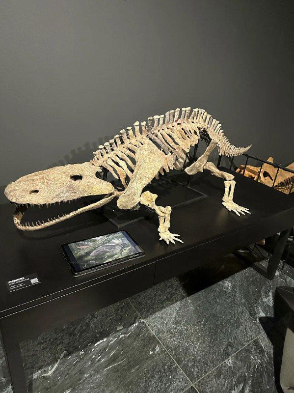 Скелет небольшого доисторического животного или предка амфибий на подиуме в экспозиции Paleo Hunters, установленный на столе с информационной табличкой.
