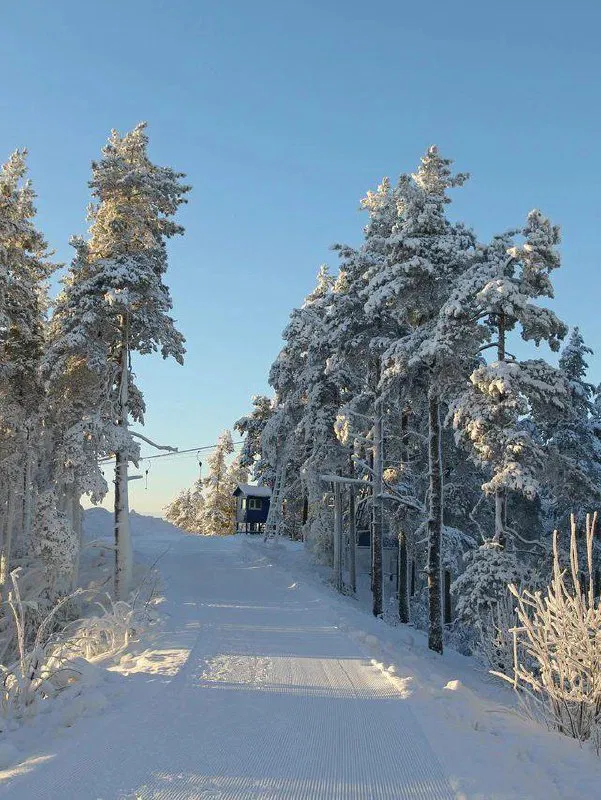 Заснеженная лесная трасса среди высоких елей и подъёмник на солнечном зимнем утре, сцена характерна для пригородных курортов под Петербургом.