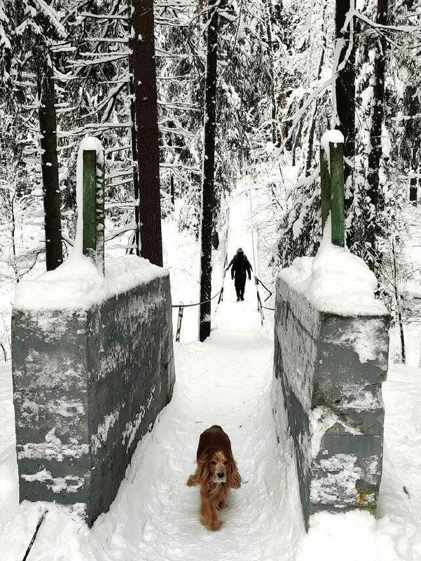 Человек и собака спускаются по узкой заснеженной тропе между бетонными столбами и перилами, зимняя прогулка по экотропе под высокими хвойными деревьями.