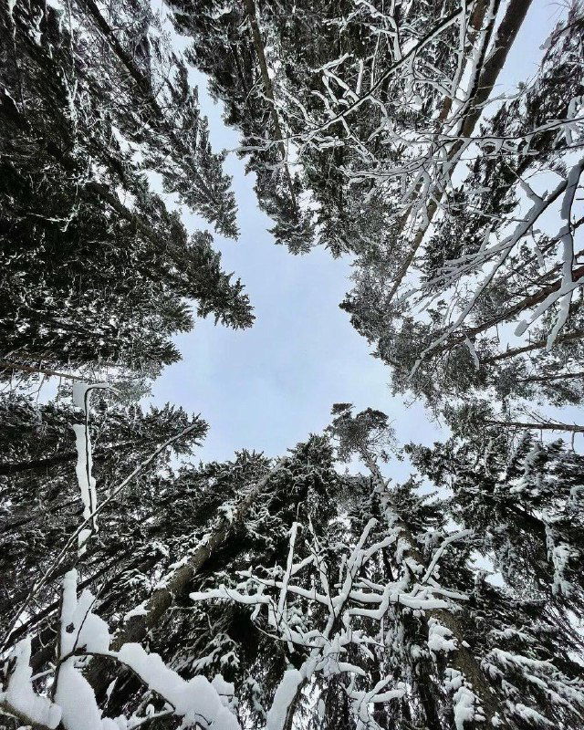 Взгляд вверх между высокими елями, покрытыми снегом; ветви образуют зимнюю крону, в центре просвет неба — атмосферный пейзаж Ново‑Кавголовского леса.