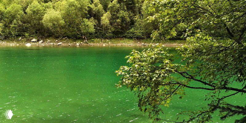 Побережье озера с зелёной водой и нависающими берёзовыми кустами на переднем плане — тихая лесная зона в окрестностях курорта.