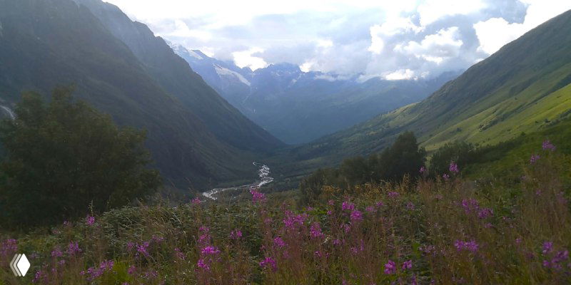 Цветущие альпийские луга с видом на долину и верхние хребты: поля огненно‑розовых цветов, тропа и перспективный вид на ущелье.