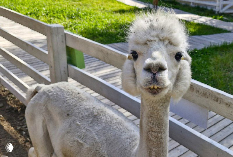 Домбай - чем заняться