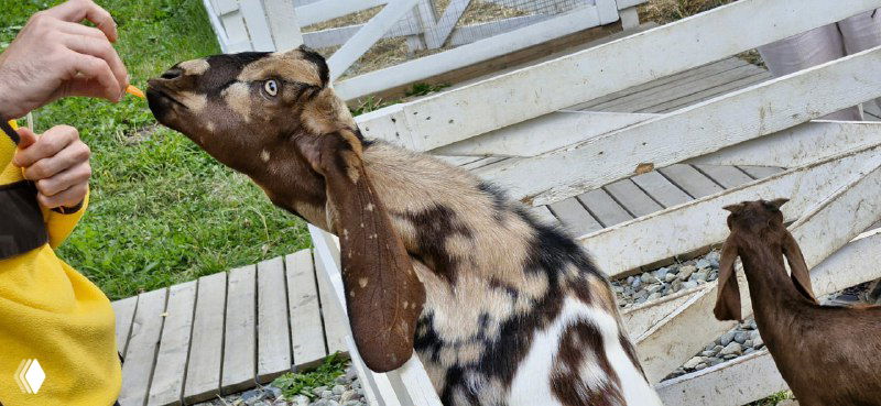 Коза, которой дают лакомство руками посетителя на ферме в Домбае: деревянная дорожка, ограждение и другая живность рядом.