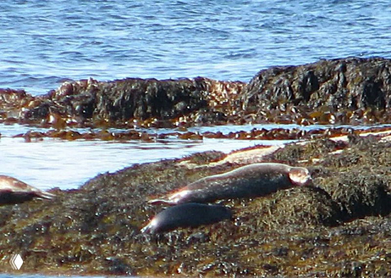 Два морских котика лежат на прибрежных скалах у моря близ Утритунга — тёмные тела на фоне воды и водорослей.