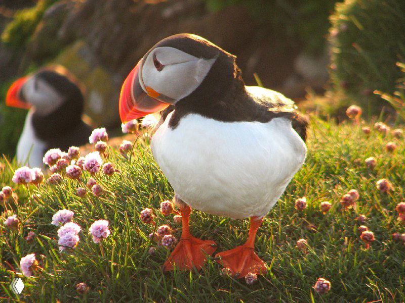 Крупный план тупика на цветущем берегу — яркий оранжево-чёрный клюв, белое брюшко и травяные заросли вокруг гнезда.