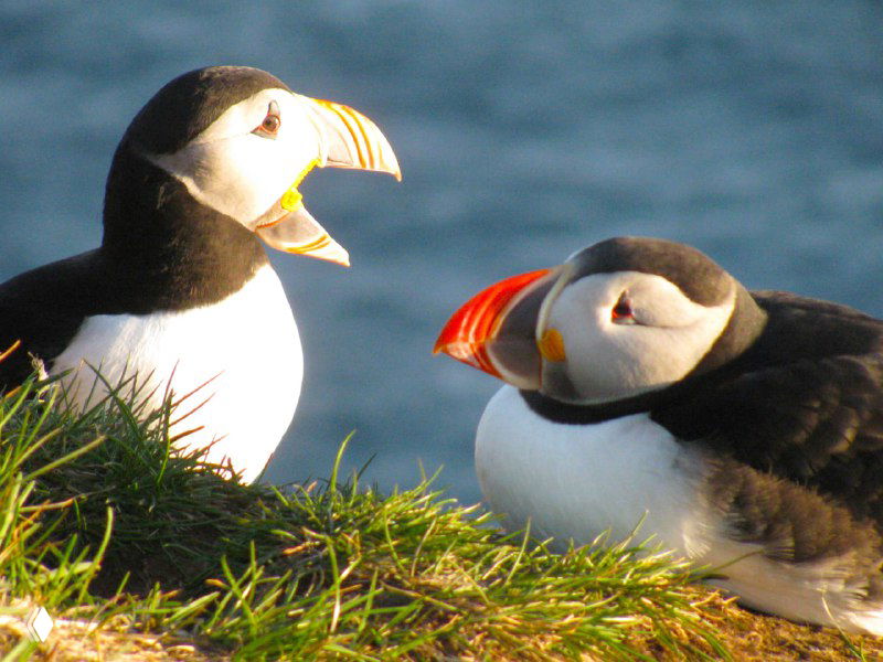 Два тупика рядом друг с другом на берегу, видны характерные яркие клювы и плотная поза птиц на краю утёса.