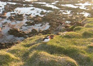 Один тупик на травянистом склоне у моря при мягком золотом вечернем свете; прибрежные камни и море видны ниже.