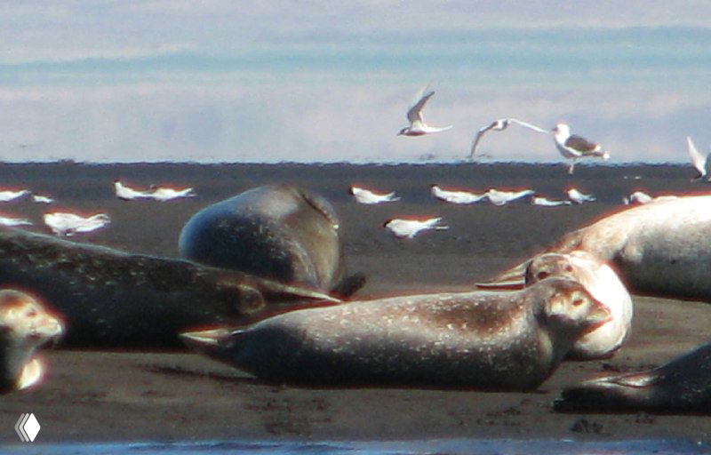 Колония тюленей на пляже: лежащие тюлени на тёмном песке и чаек в полёте на фоне морского побережья северной Исландии.