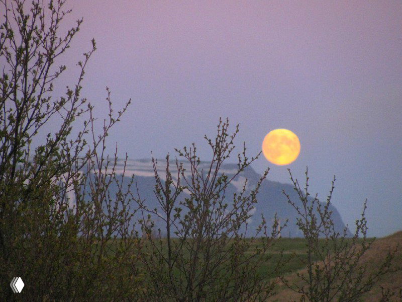 Вечерняя сцена с полной луной над исландским полем: желтая луна на прохладном небе и низкая растительность на переднем плане, тихая атмосфера.
