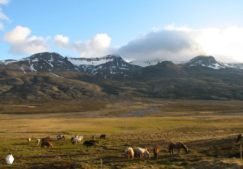 Равнинный участок с низкими горами и пасущимися лошадьми на фоне — типичный вид Восточных Фьордов Исландии при мягком освещении.