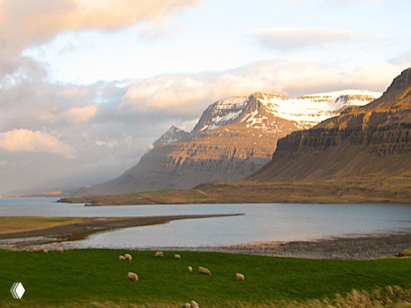 Береговая панорама фьорда с зелёными лугами, овцами на переднем плане и высокими скалистыми утёсами у воды на закате.