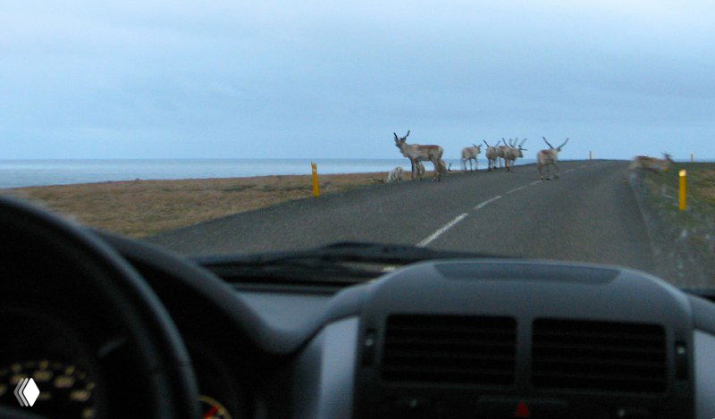 Вид из салона машины на шоссе и группу оленей, переходящих дорогу у кромки плато — знакомая сцена дикой природы Исландии.