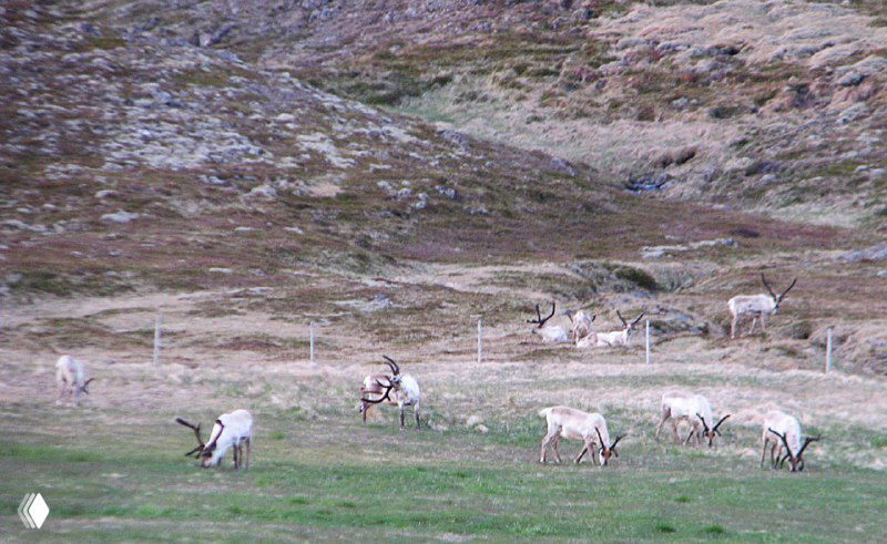 Несколько оленей на зелёной поляне у подножия холма, спокойная сцена пастбищной жизни среди предгорий и травянистых склонов.
