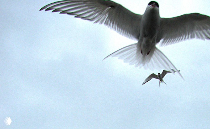 Полярные терны в небе крупным планом — птицы парят и громко кричат над лагуной и айсбергами ниже.