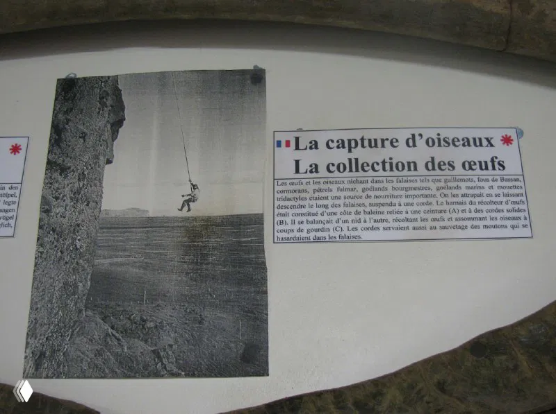 Музейная информационная панель и фотография, изображающая сбор птичьих яиц с высоких утёсов — часть экспозиции о локальных промыслах и технике работ.