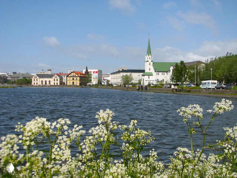 Цветущие прибрежные растения на фоне озера и белых зданий Рейкьявика под голубым небом, вид на набережную и церковь.