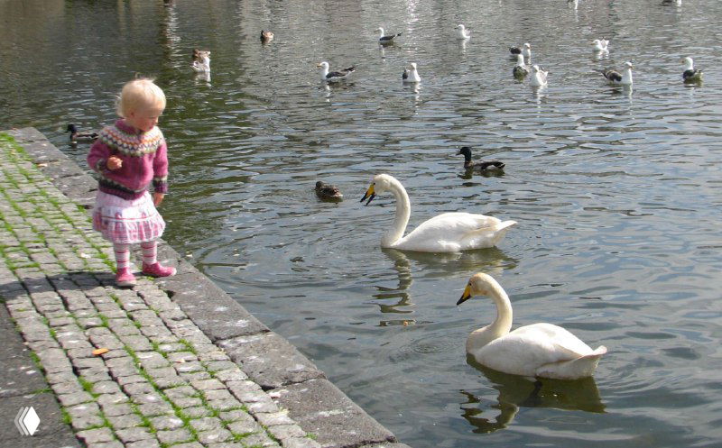 Малышка стоит у кромки воды рядом с большими лебедями на набережной Рейкьявика — дружелюбная городская сцена у озера.