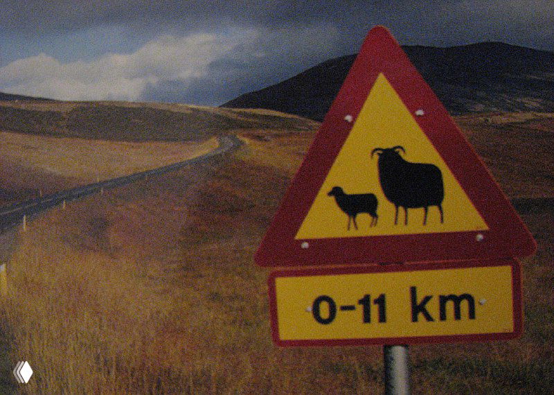 Дорожный знак с изображением овец предупреждает о присутствии скота на дороге и дистанции 0–11 км — типичный знак на исландских трассах.