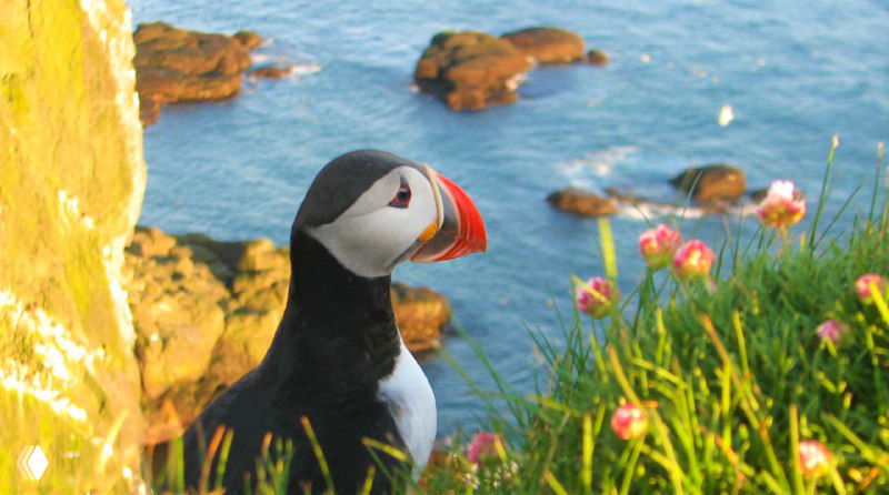 Подборка постов об Исландии