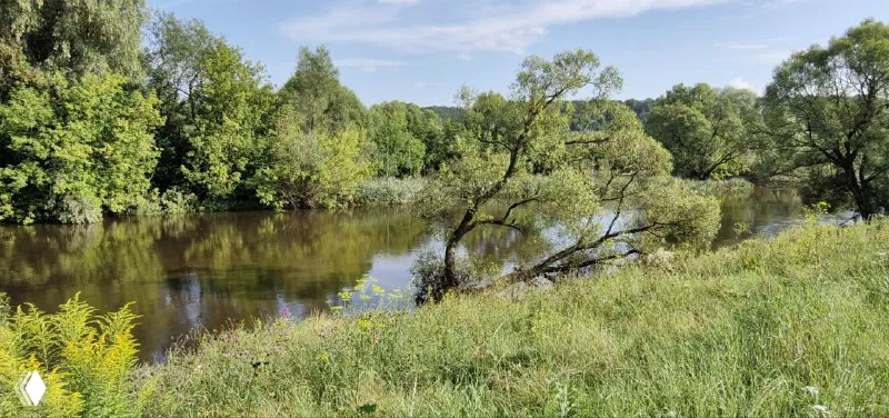 Берег реки Протвы с лугами и деревьями: спокойная вода, зелёные заросли и просторная прибрежная растительность летом.