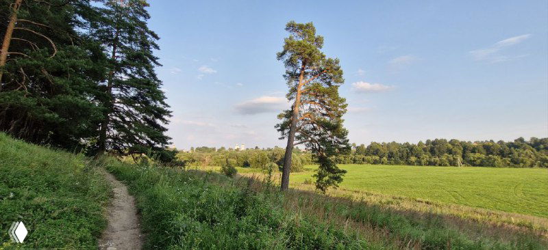 Тропинка через сосновый лес и поле на горке: узкая грунтовая дорожка, сосны и открытые виды на окрестности Боровска.