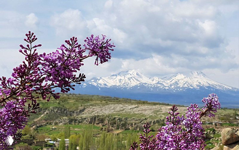 Вид с террасы на заснеженный вулкан Хасан, цветущие сиреневые ветви на переднем плане и широкая панорама долины.